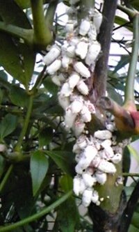 虫の写真です 虫の苦手な方は見ないでください 我が家の Yahoo 知恵袋