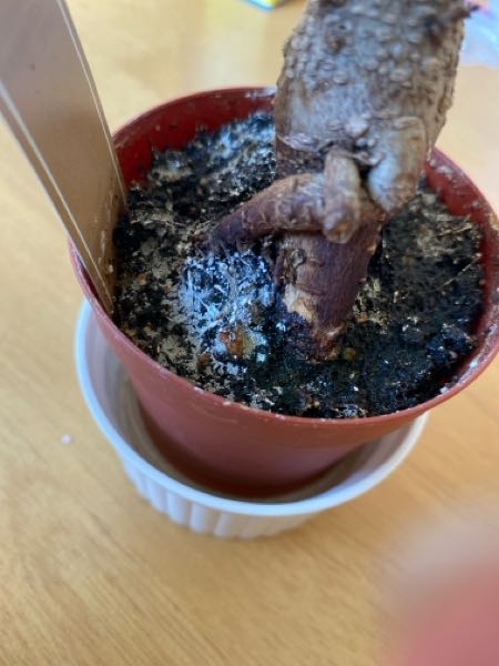その他観葉植物 NORUTO NARUTOのカカシの部屋にある植木のウッキー君は誰かからの贈り