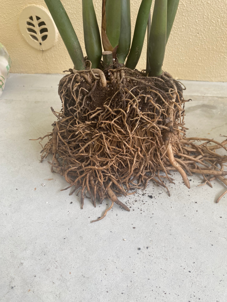ザミオクルカスの植え替えについて教えて頂きたいのですが、成長