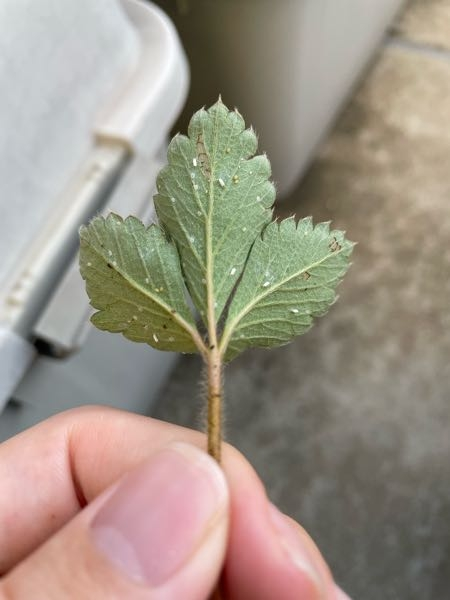 家庭菜園2年目の初心者です。 いちごの葉の裏についていたのですがこれはハダニですか？