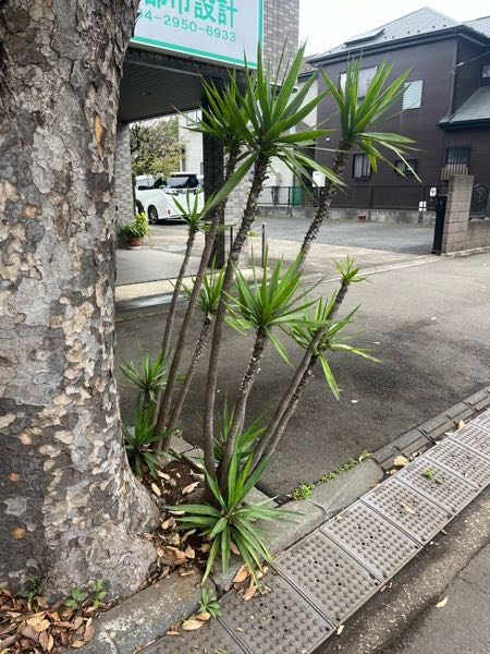 植物について質問です。 画像を参照に この植物の名前を知りたいのです。 見た目からドラセナっぽくも思いますが 携帯で調べると ユッカの種類まではわかるのですが 詳しい名前がわかりません。 この植物は自分の住まいから 程近くの街路樹の脇に おそらくその付近の住人の方が 植えたのではないかと思われます。が 聞いて回る勇気もないので困っています。 幹の太さはおおよそ30mm程度 株立ちのような育ち方 根本を見ると大きいコブが見えると思いますが そこから何本か生えてきている感じです。 詳しい方 教えて頂けると助かります。 宜しくお願い致します。