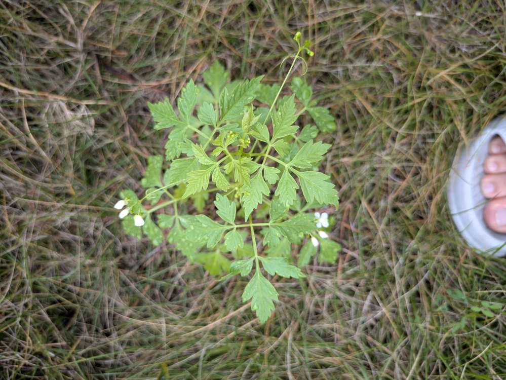 これはなんという植物でしょうか。 名古屋市熱田区内の芝生の庭に生えていました。セリ科らしき匂い