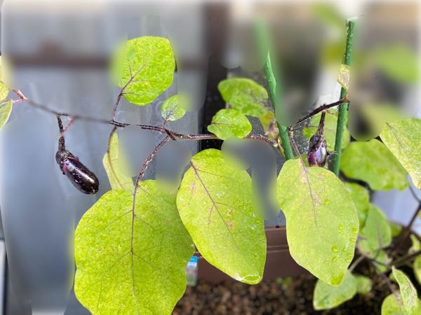 ナスの冬の時期の収穫について。ベランダにてプランター栽培をしていますが、北海道のため最近は気温が低く、昨日から雪が降り始めたため完全に成長が止まってしまいました。 2週間以上ずっと添付画像の大きさから成長がありません。 初心者のためマルチもしておりませんでした。 現在は実が3個成っており、うち2つはヘタの部分からほんの少しだけ実が成った程度、1つは半分以下の大きさで止まっています。 この場合、収穫して食べることはできるのでしょうか？