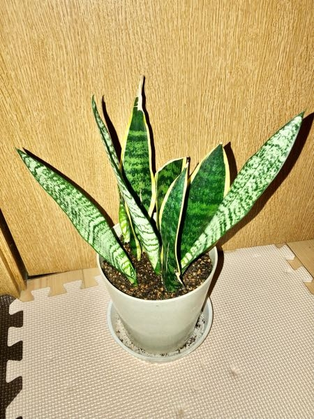 観葉植物サンスベリアについて質問いたします。葉っぱの周りが黄