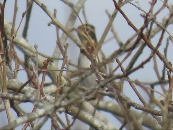 鳥について詳しい方に質問です。この鳥は何ですか？ 場所: 農村、柿の木（実なし）、裏が薮 日時: 11月初旬 9:00ごろ 大きさ: スズメ程度 自分なりに調べてはみたのですが、納得のいく鳥が見つからず困っています。不鮮明な写真で申し訳ありませんが、もし分かる方がいらっしゃいましたら是非教えてください！