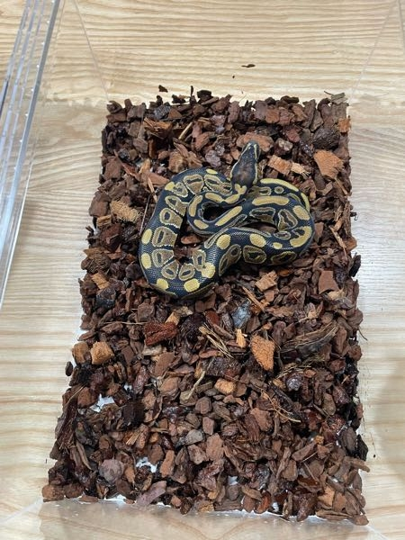 ボールパイソンの飼育ケージについてレプタイルボックスの大サイズ