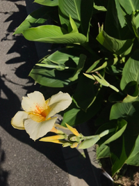 この花、何でしょうか？
園芸種で、自生はしないような感じ？公園に植えられている様子でした。 