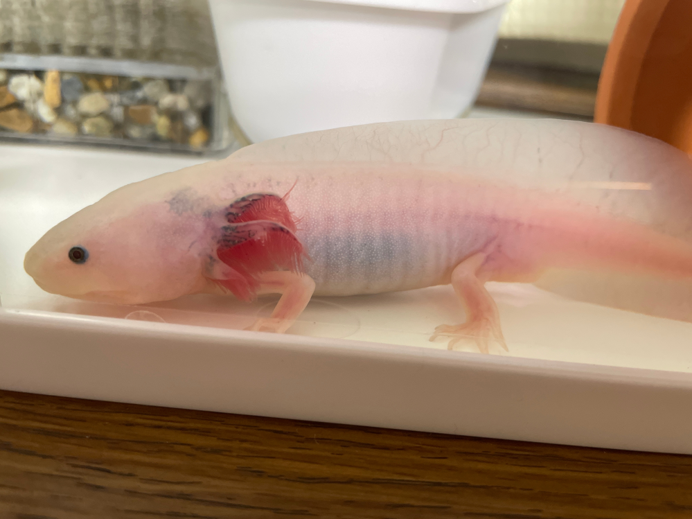 水カビでしょうか？ 写真でわかりづらいかと思いますが 真ん中の鰓の真ん中あたりだけ 白くなってしまっているのです…