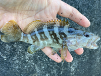 魚の名前
防波堤で釣りましたが、魚種が分かりません。
ムラソイっぽいですが、斑点が有りません。
分かる方居ますか？ 