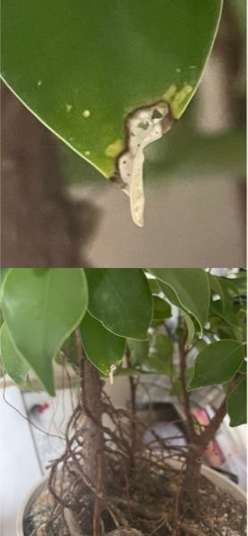 ガジュマルの挿し木です。 この葉っぱの先端が白くなり穴が空いてるのは虫食いですか？ それとも何かの病気ですか？ 詳しい方、可能性のある病気など分かれば教えてください。 よろしくお願いします。