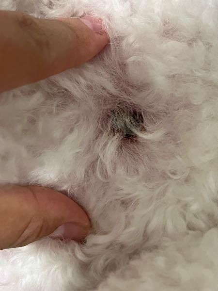 大至急 犬の胸元あたりにこのようなものが できていました。 以前と比べたら確実に大きくなった気が するのですが、これは大丈夫なのでしょうか（ ; ; ）