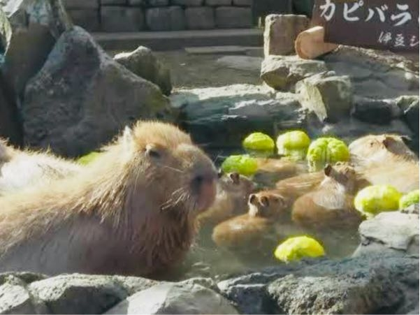 カピバラの露天湯はカピバラと一緒に温泉に入れるんですか？