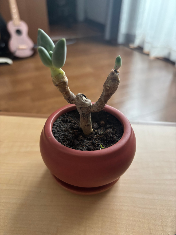 多肉植物の品種についてです。 最近お花屋さんで写真に載っている可愛い多肉植物を買いました。詳しいスペックについて教えていただきたいです。 購入したお店の人も知らないらしく、日に当てて水をあげれば育つと言われました。しかし気温などについては聞いていません。 またこの鉢植えでは狭かったりしないでしょうか。 チャットGPTや多肉植物のアプリなどでも確認しましたが毎回違う答えが返ってくるためよくわかりませんでした。 本当に可愛くて枯らしたくないので、知識のある方よろしければご回答お願いいたします。