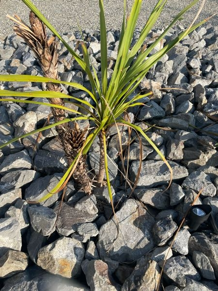 植栽が枯れそうです。 対処法を教えてください。 3本一緒に生えてたやつを購入して 1本はまだなんとか生きてます。 手前の一本はミキが折れました。 左は台風で葉っぱが全部散ってしまい、どう対処...