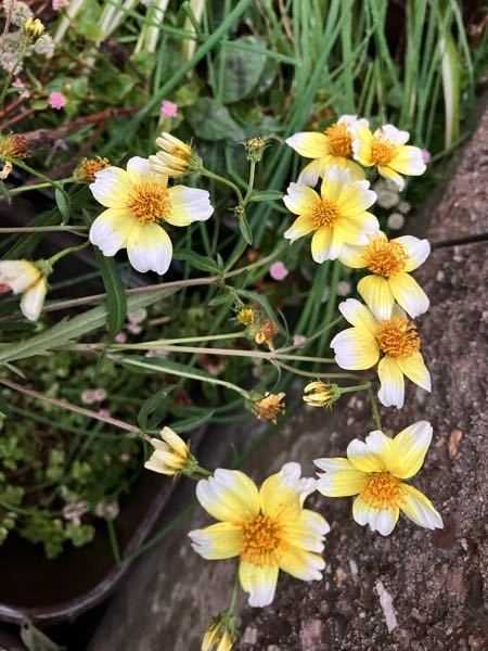 去年買った、寄せ植えの花が、今年も咲いたのですが、このお花は、どんな品種でしょうか？