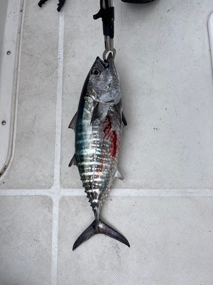 魚釣ったんですが、これクロマグロですか？ 逃さなければいけないですよね？