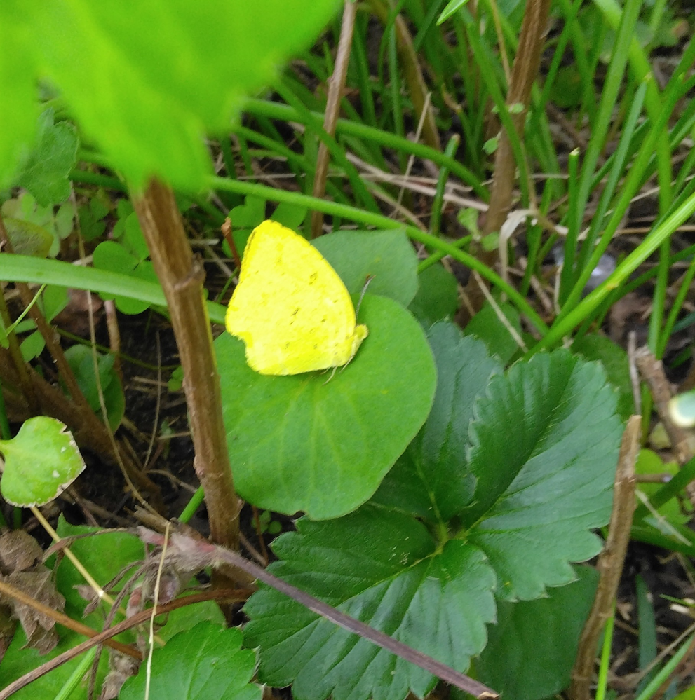 キチョウ 黄蝶 小さな庭の小菊を摘んだとき、 黄色い蝶々が葉っぱにいました。 見ても、横になっていてうごきません この蝶々は、冬眠していますか？ そうすると、私は蝶々にわるいことをしました。 蝶々がいることを知らずに 小菊のかたまりを摘みました。 だから、小菊のかたまり部分は ボコッと空洞になり。 蝶々を隠してはくれません 保温にもなりません 外敵に狙われやすいとおもいます どうしたら、よいですか？ 枯れ木を、上からかぶせたらよいですか？ よろしくお願いします