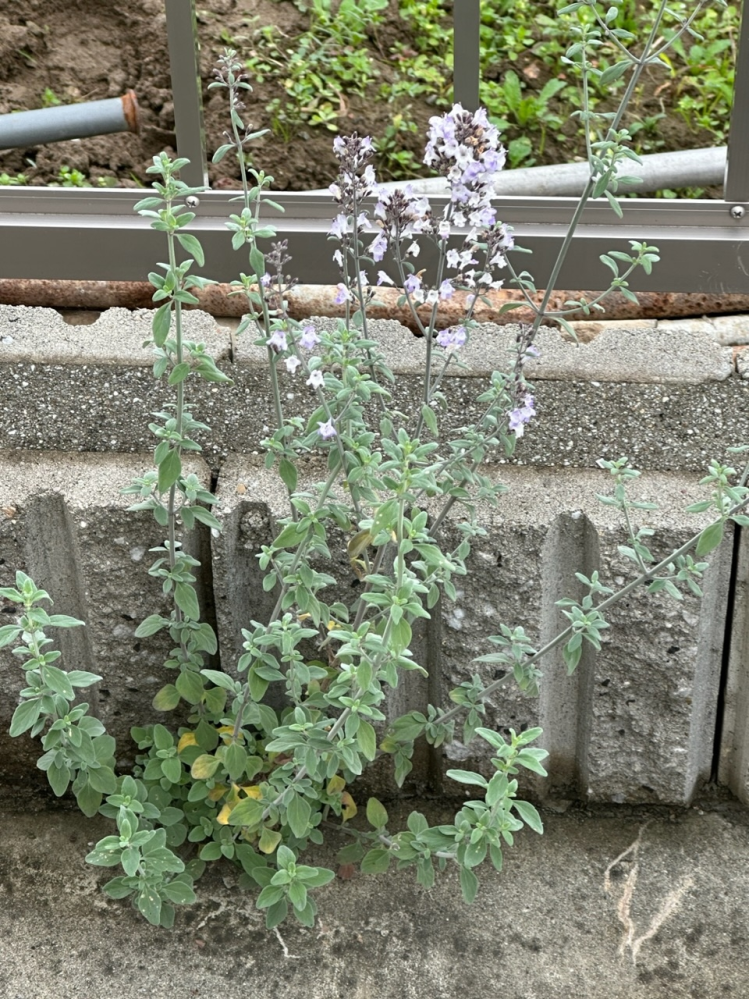 この花は何ですか？コンクリートの隙間から勝手に生えたのですがハーブっぽい雰囲気で綺麗です。