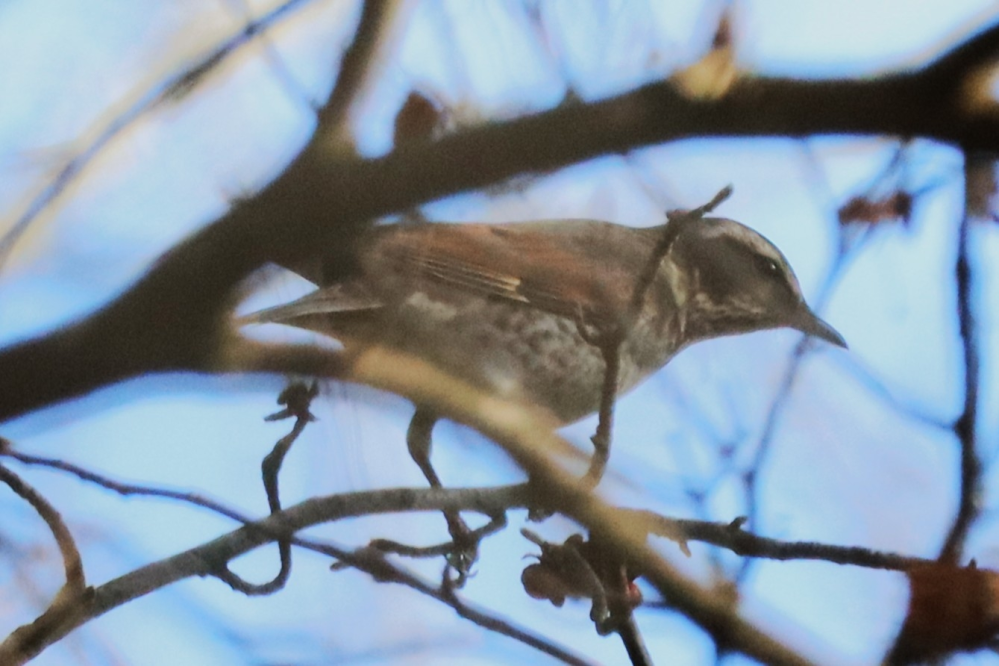 2024/11/16 北海道 森 鳥類 ツグミでしょうか？