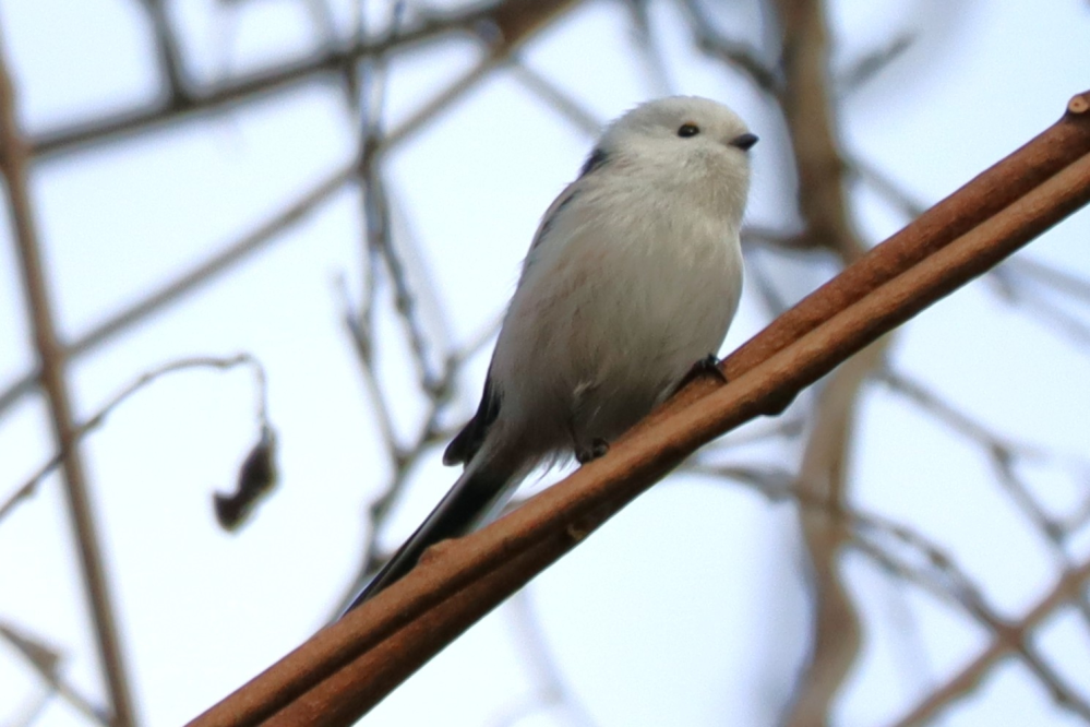 2024/11/16 北海道 森 鳥類 木の葉が落ちるまで、居るのは分かっても、 まともな写真が撮れなかった亜種シマエナガですが、 やはり本州でも春夏にエナガの写真を撮るのは大変ですか？