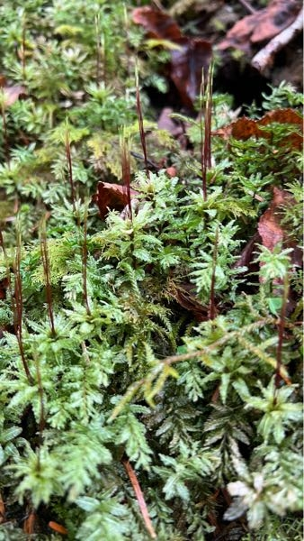 この苔の名前は何でしょうか？ 場所は八ヶ岳標高2,000m位です。