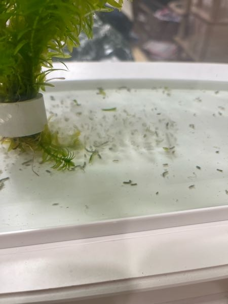 金魚を飼っているのですが、よくこの白いホヤホヤしたものがあります。 水草の汚れですか?