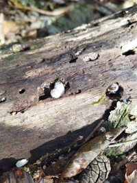 これはきのこ？虫？の卵？
滋賀の山（低山）で見かけました

ふわふわで触った感じはきのこ？のような感じがありましたが…
有識者の方教えてください！
スエヒロタケにしてはふんわふわな印象でした 