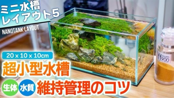 下のような超小型水槽でネオンテトラだけを飼えますか？ 1. 何匹までネオンテトラを飼えますか？ 2. ヒーターはどのようなものが必要ですか？ 3. フィルターはどのようなものが必要ですか？ 4. 水換えはどのくらいの頻度で必要ですか？