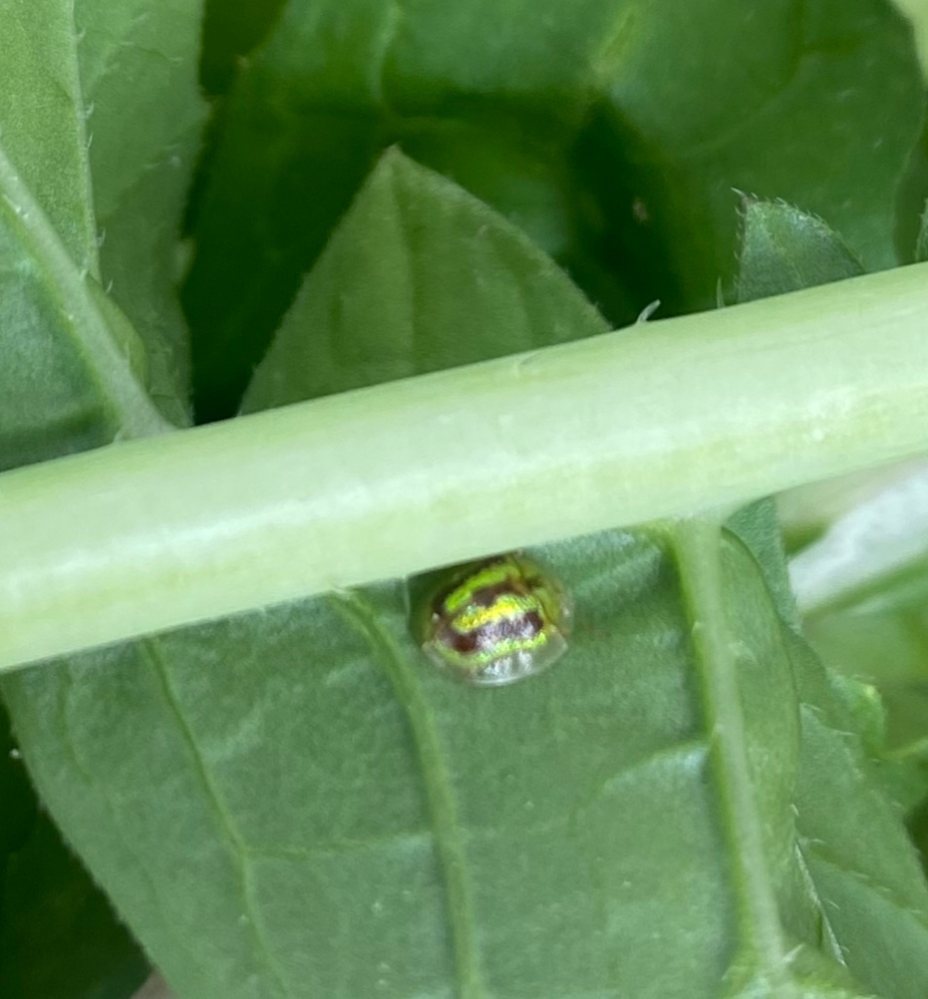 秋の畑で見つけたこの虫。 なんて名前でしょうか？ これは、大根の葉に居た虫です。 2〜3ミリの、光ってる背中の虫。 じっと動かず、というか、寧ろ野菜の正面の膜に取り込まれてる感じがします。 同じ虫がピーマンにも居ました。 そちらもピーマン表面の膜に取れ込まれたかのようでした。 洗っても、落ちませんでした。そんなんだから、もちろん食べてません。 ふしぎ。 なんて名前の虫か、わかる方教えてください！