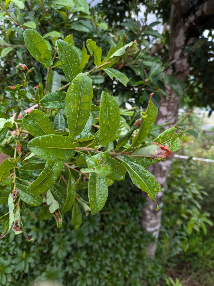 これはクロガネモチですか？