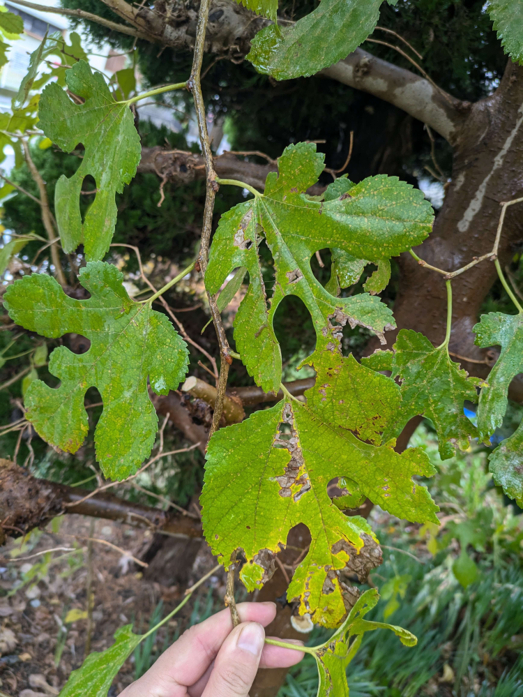 この植物はなんですか？