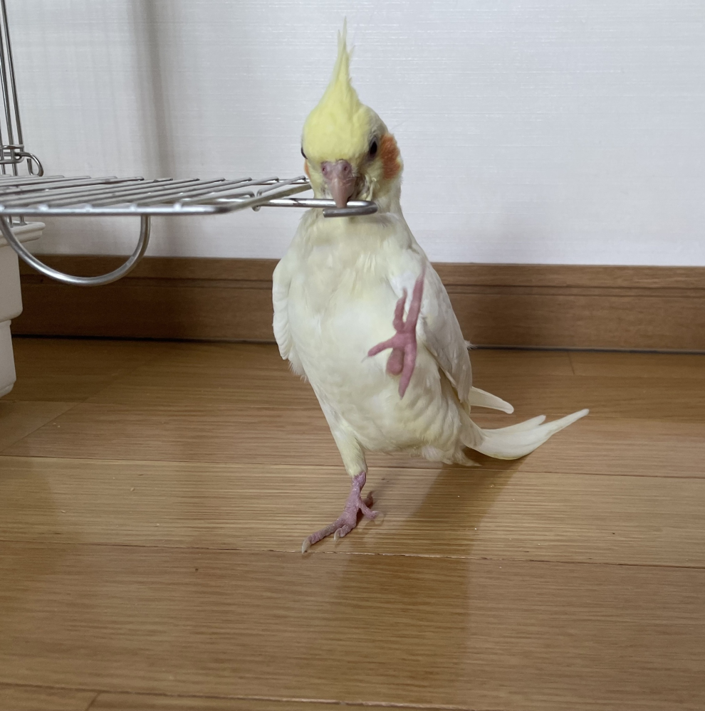 オカメインコ トップ オス2歳 2匹