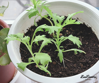 この植物の名前を教えてください。

ダイソーで大葉の種を買って植えたはずなのですが、大葉の香りも味もしなくて、見た目も違う気がしてなりません。 