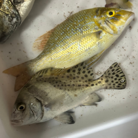 この2匹の魚はなんですか？食べられますか？ 