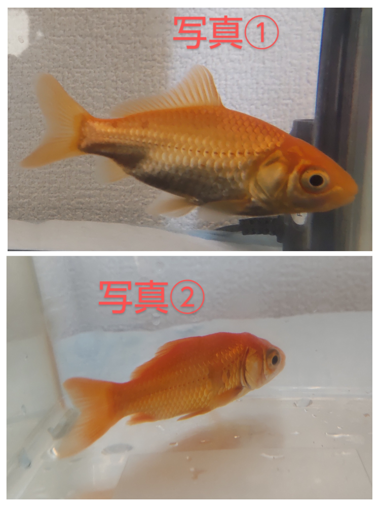 金魚の薬浴、塩浴について質問です。 夏祭りで子どもが捕まえた金魚を、二匹飼育しています。 2ヶ月くらいはエサをよく食べ大きく育ってくれたのに、いきなり金魚の様子が悪くなりました。 ネットで調べて、赤斑病というものかなと思い、観パラDでの薬浴と塩浴を行っています。 水替えは最低限とありましたが、アンモニアが心配で2～3日に一度は半分くらい水を替えています。2週間目に突入しましたが、金魚に変化がありません。 写真①の金魚は、わりと元気に泳ぎ回っていて、ご飯もあげた分はパクパク食べますが、目に赤い斑点があります。 心なしか背中のほうにも斑点がある気がします。 写真②の金魚は、片側はうろこがはげていて、片側は血がにじんだようなもの(赤斑)があり、背鰭も胸鰭も倒れて、おててだけで頑張って泳いでいる状態です。底のほうでじっとしてることも多く、エサも欲しがりません。 質問 ・私の処置で合っていますか？これからどうしたらいいのでしょうか。 ・①の金魚も塩浴と薬浴を続けていいですか？ ・②の金魚はもう手遅れでしょうか？