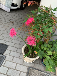 この花はなんですか？ 