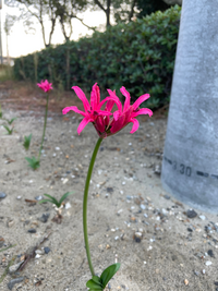 はじめまして。
ご教示宜しくお願い申し上げます。

今日、早朝に公園を散歩していると傍にこんな鮮やかな色の植物を見つけました。
これは、何と言う植物(花)でしょうか？ ご教示宜しくお願い申し上げます。