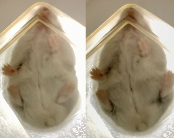 最近飼い始めた生後3、4ヶ月のハムちゃんです！ 性別どっちだか分かりますか？ (2枚とも同じハムちゃんの写真です) 毛で見えにくいとは思いますが... 自分的にはタマタマらしきものもあるし、 肛門と生殖器らしき黒い点みたいなものが離れてるからオスかな？と思うのですが。