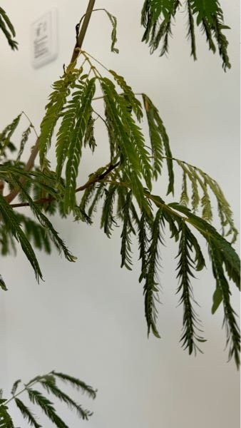 観葉植物について、エバーフレッシュ約2メートルぐらいになりま 