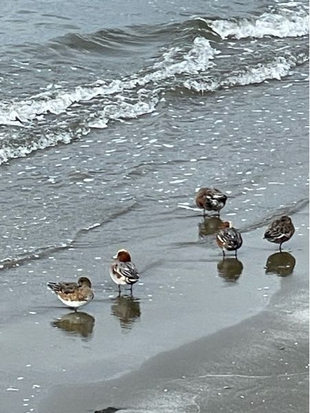 これは鴨ですか？だとしたらなんという鴨ですか？海辺にいました。