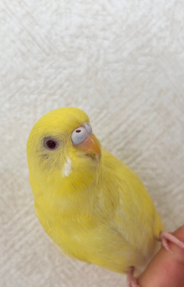 アルビノのセキセイインコで生後3ヶ月弱です 性別わかりますか