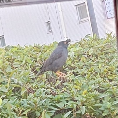 本日昼ごろに道路脇で見かけたこの鳥は、なんていう鳥ですか？ 場所は首都圏の市街地です。 車の中から撮影したため、画質が粗いのはすみません。