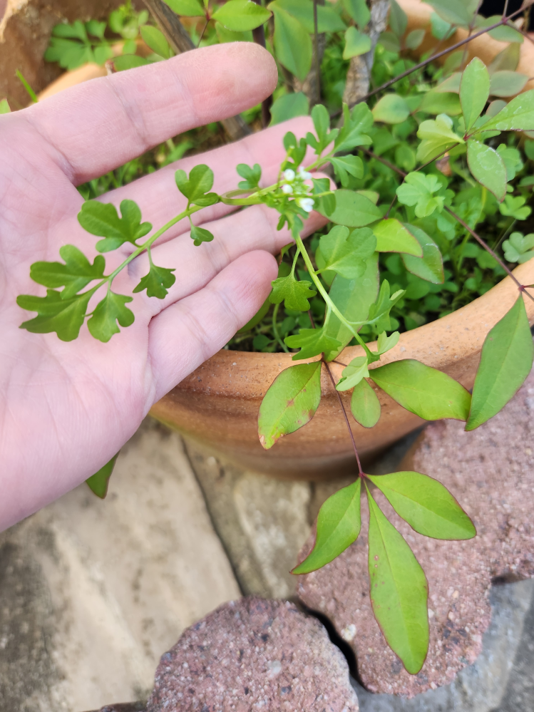 この植物はなんですか？ 南天の株元にはえてきました 抜いたほうがいいのでしょうか？