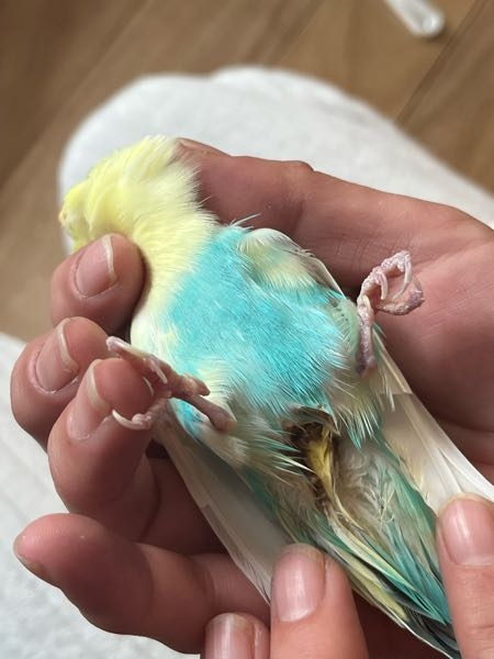 オカメインコの二羽飼いについて迷っています。オカメさんの可愛さに... - Yahoo!知恵袋