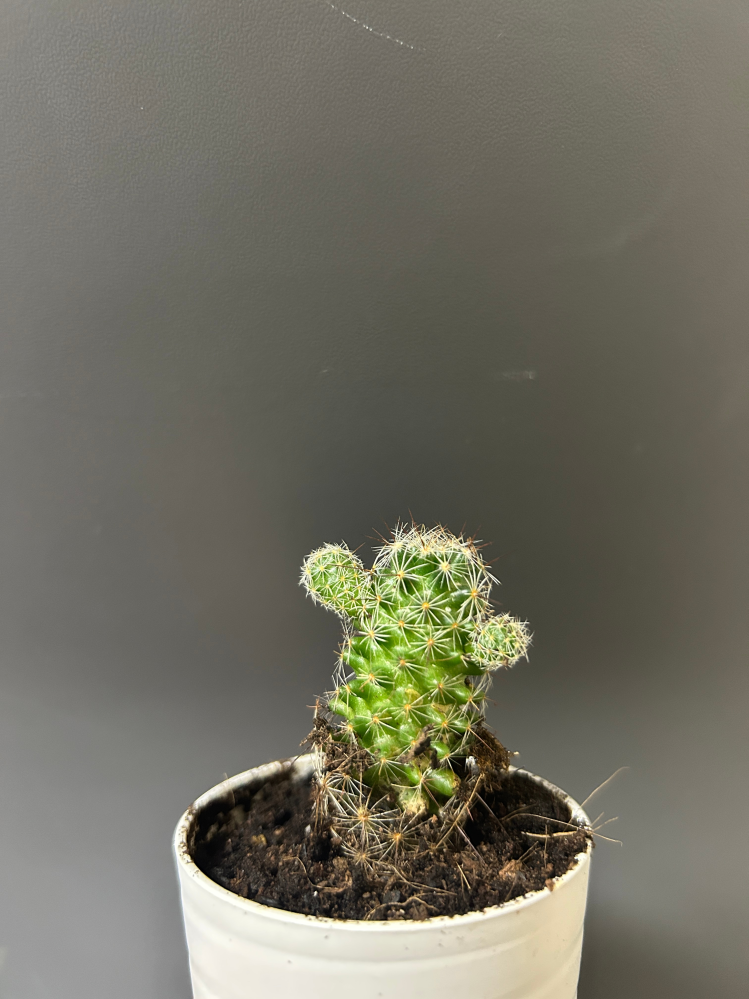 赤花銀手毬についてです！3年前に購入したのですが徒長していま