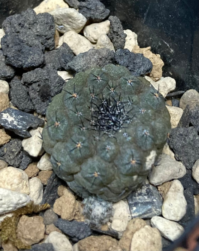 コピアポアシネレア黒王丸の現地球のカキコです。根元の色が変わりトゲ