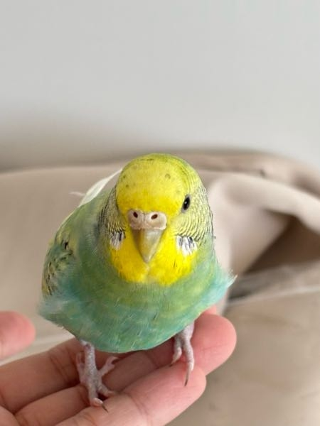 ワカケホンセイインコについて質問です。現在ワカケさんを飼いた... - Yahoo!知恵袋