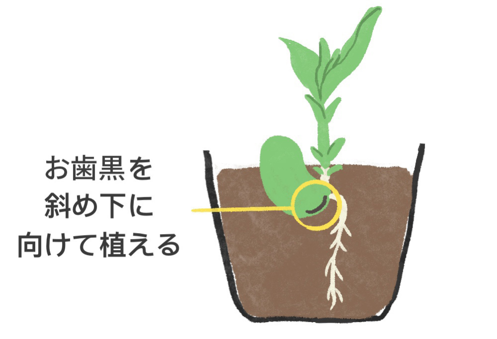 ソラマメの植え方にお詳しい方教えてください。（西東京にすんでいます。） ①そらまめの植え方は画像の植え方で正しいのでしょうか。これと同じくおはぐろは下でも、種の丸い背中を上にしているものも見かけます。 ②１月に春まきのソラマメの種（サカタのタネの駒栄）を植えるつもりです。やはり秋まきよりも条件が同じなら収量はおちますか。 ③発芽時は温度を保つための発熱する育苗シートを使って発芽させた方がいいですか。 ④発芽後は２月の厳寒期に定植させることになりますが、気を付けることはありますか。 よろしくお願いいたします。