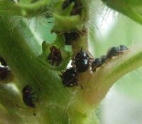 この虫の名前 教えてください 庭のエゴマに この虫がつ Yahoo 知恵袋