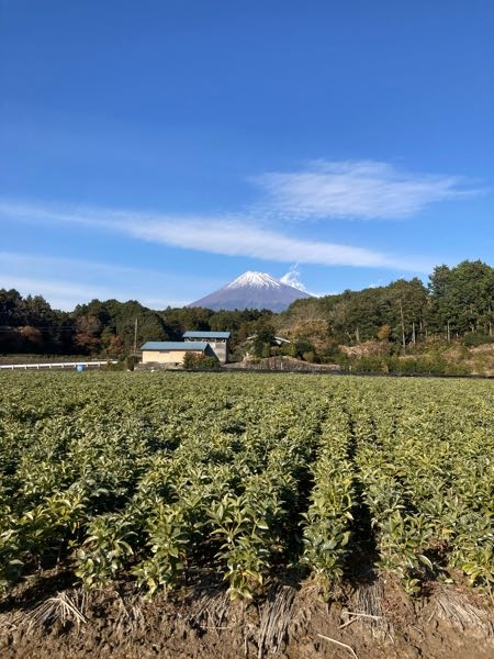 今日の富士山ですが、これは何雲でしょうか？